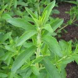 Stevia rebaudiana